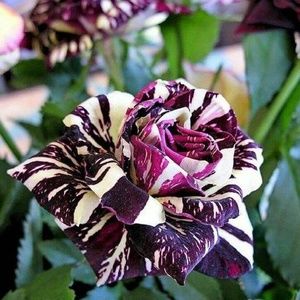 Meet your Posher, Tommy